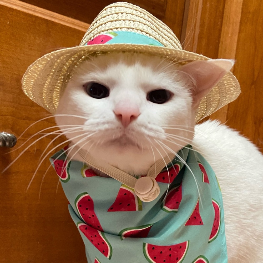 Meet your Posher, Grace